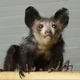 Aye-ayes feature a specialized middle finger, which they use to poke grubs out from trees.